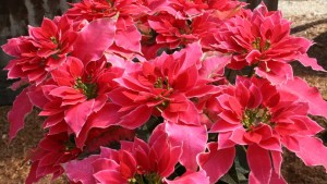 Dümmen Orange Shares Trends And Season-Extending Tips At Potted Plant Palooza