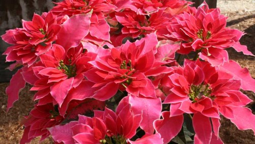 Dümmen Orange Shares Trends And Season-Extending Tips At Potted Plant Palooza