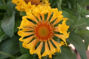 Gaillardia 'Moxie' (Dümmen Orange)