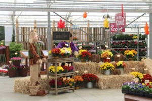 Garden Mums Display