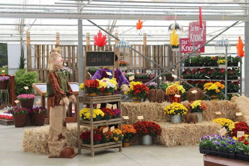 Garden Mums Display