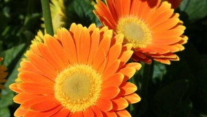 Sunny Skies And Beautiful Varieties At GroLink Provide Inspiration At California Spring Trials