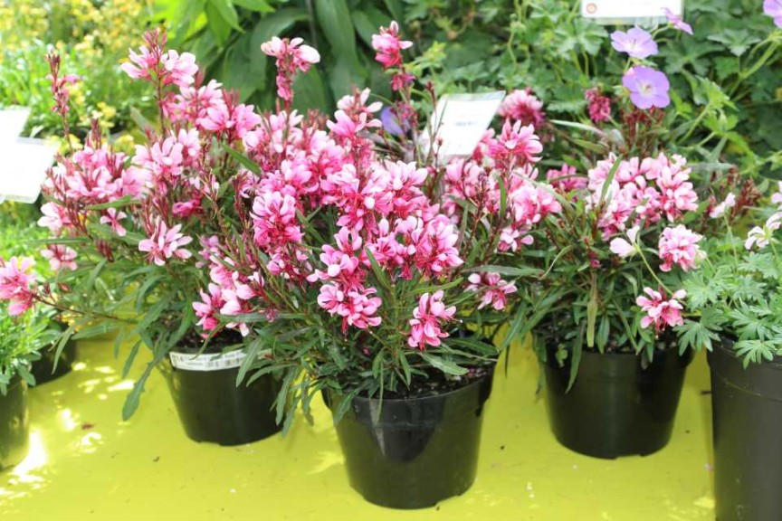Gaura Lillipop Blush (Cultivaris)