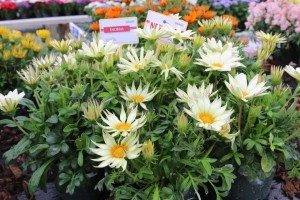 Gazania Enorma Series
