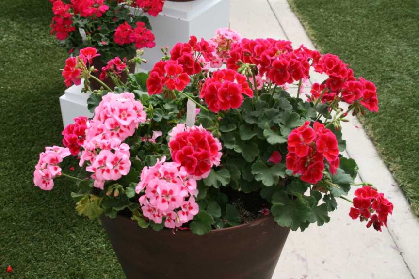 Geranium Calliope Medium Combo