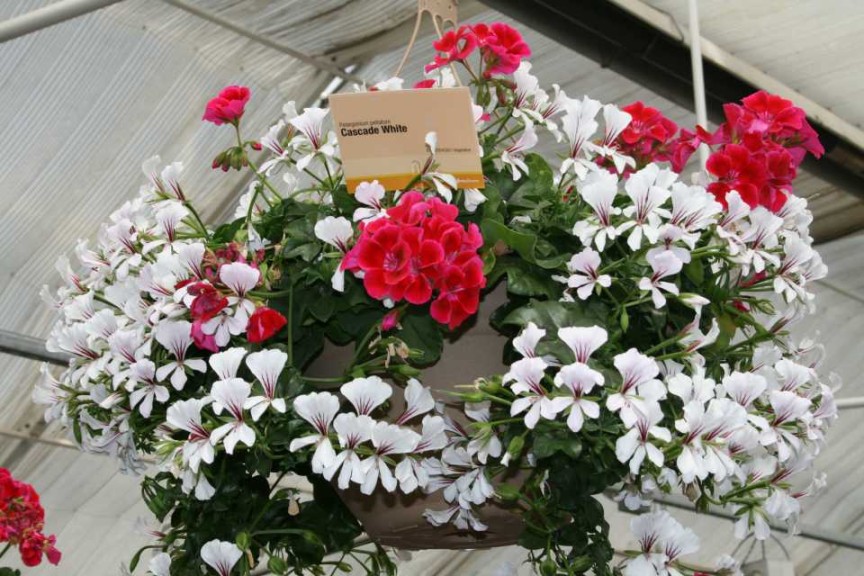 Geranium Combo With Calliope and Cascade