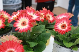 Gerbera 'Revolution Red Lemon' (Kieft Seed)