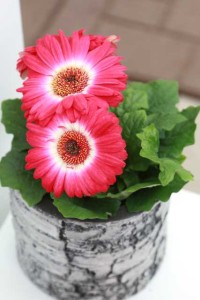 Gerbera 'Revolution Rose White Bicolor' (Selecta)