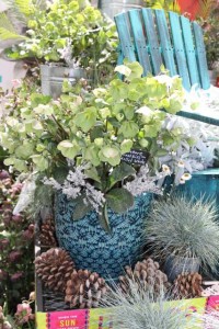 Hellebore Program At Pacific Plug and Liner