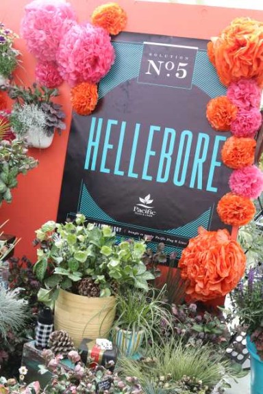 Hellebores aren't as hard to produce as you think