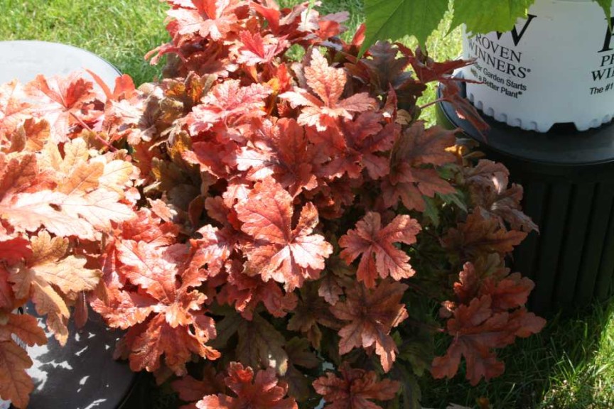 Heucherella ‘Fun and Games Hopscotch’ (Proven Winners)
