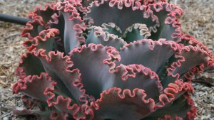 EuroAmerican Propagators Brings In-Ground Tests Back To California Spring Trials