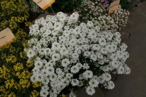 Iberis sempervirens ‘Snowsurfer Forte’ (Syngenta Flowers)