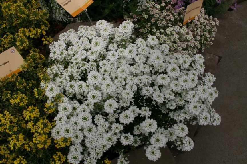 Iberis sempervirens ‘Snowsurfer Forte’ (Syngenta Flowers)
