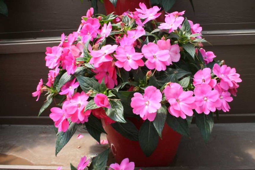 Danziger 2016 New Variety Introductions