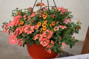 Color My Sunset Kwik Kombos Mix (Syngenta Flowers) 