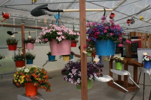 Kwik Kombos Display