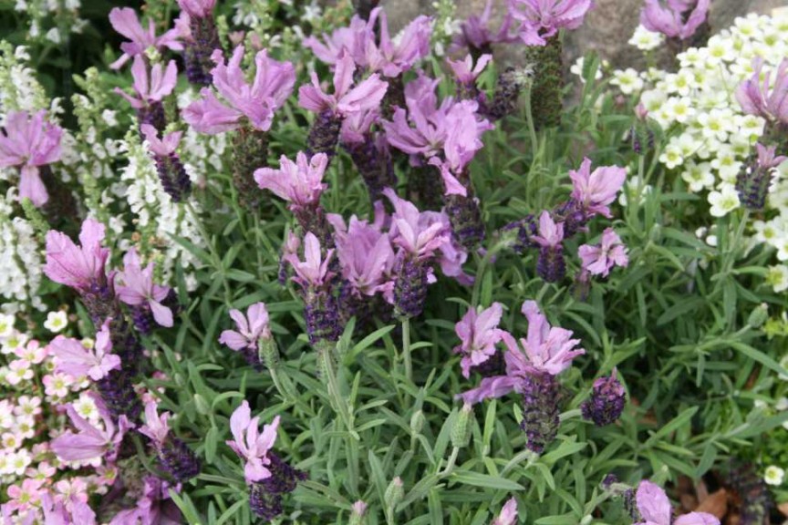 Lavender 'Javelin Forte Deep Purple'