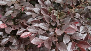7 New Shrubs And Foliage Plants For Spring Interest
