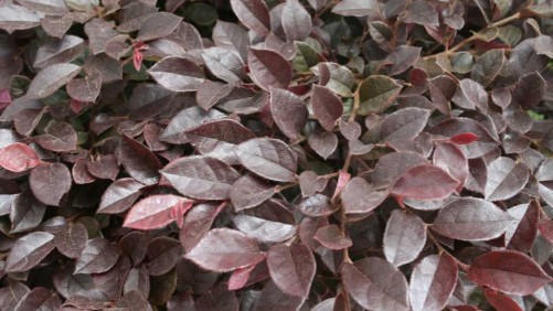 7 New Shrubs And Foliage Plants For Spring Interest