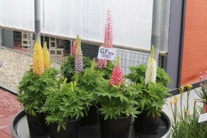 Lupine Staircase Series (Green Fuse)