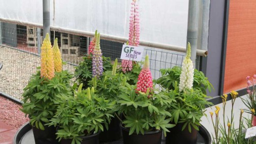 Green Fuse Botanicals’ Staircase Lupine Wows At California Spring Trials 2016