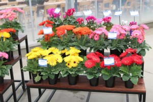 Majorette Gerberas