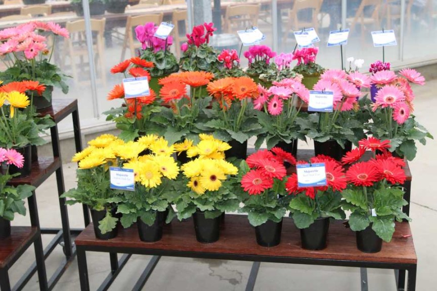 Majorette Gerberas