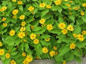 Melampodium 'Million Gold' from American Takii (Oklahoma State University Field Trials)
