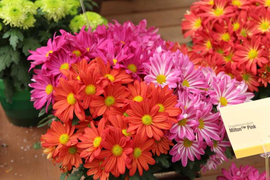 Chrysanthemum Milton Series (Syngenta Flowers) 