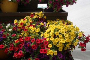 Danziger 2016 New Variety Introductions