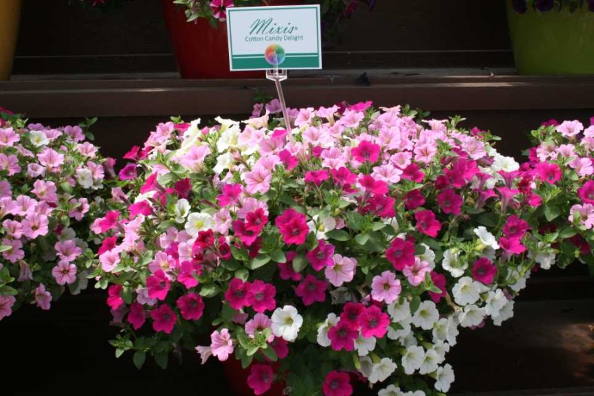 Danziger 2016 New Variety Introductions
