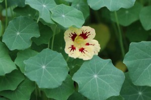 Nasturtium