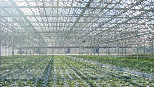 University Of Arkansas Offering Online Greenhouse Management Course