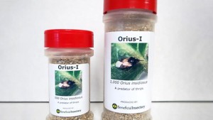 Beneficial Insectary Increasing Production Of Three Biocontrol Tools For Ornamental Growers