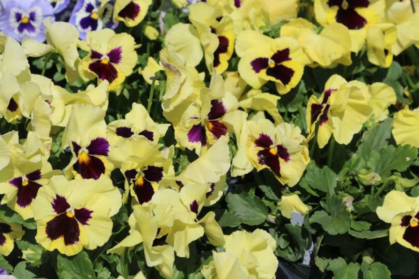 Pansy 'Inspire Plus Lemon Blotch' (Ernst Benary of America)
