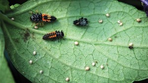 4 Things You Need To Know About Implementing Biological Controls