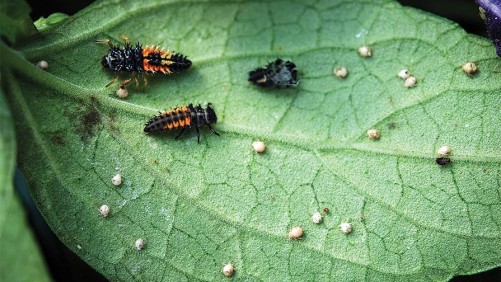 4 Things You Need To Know About Implementing Biological Controls