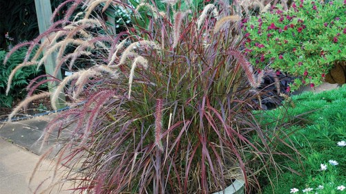 Why Ornamental Grasses Are Great For People In Condos And Apartments