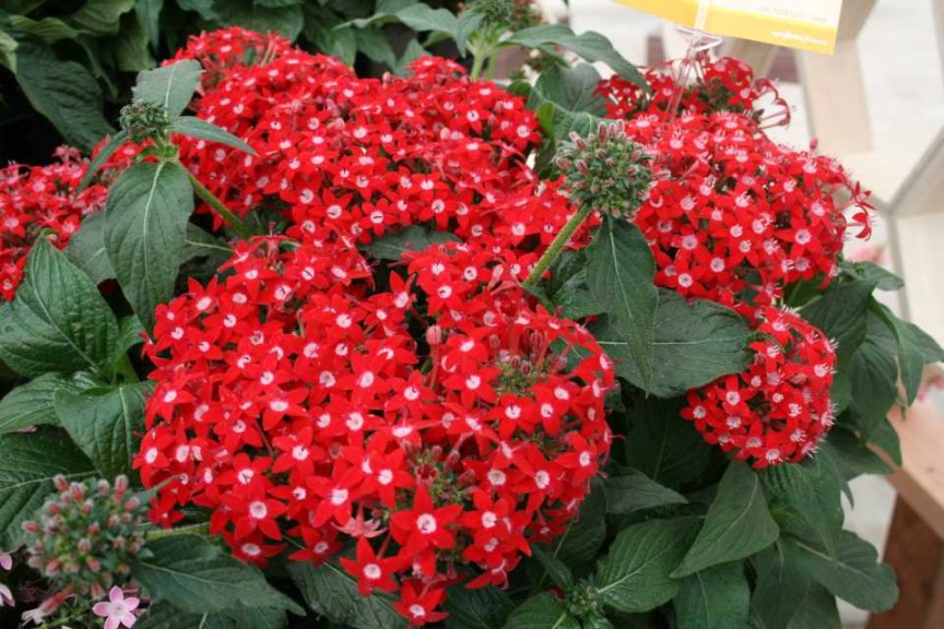 Pentas Bee Bright Red