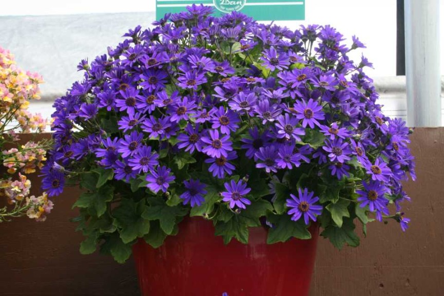 Danziger 2016 New Variety Introductions