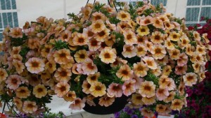 Dümmen Orange Presents Its Impressive Annuals Collection At Edna Valley
