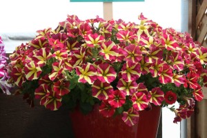 Petunia 'Amore Queen of Hearts' (Danziger)