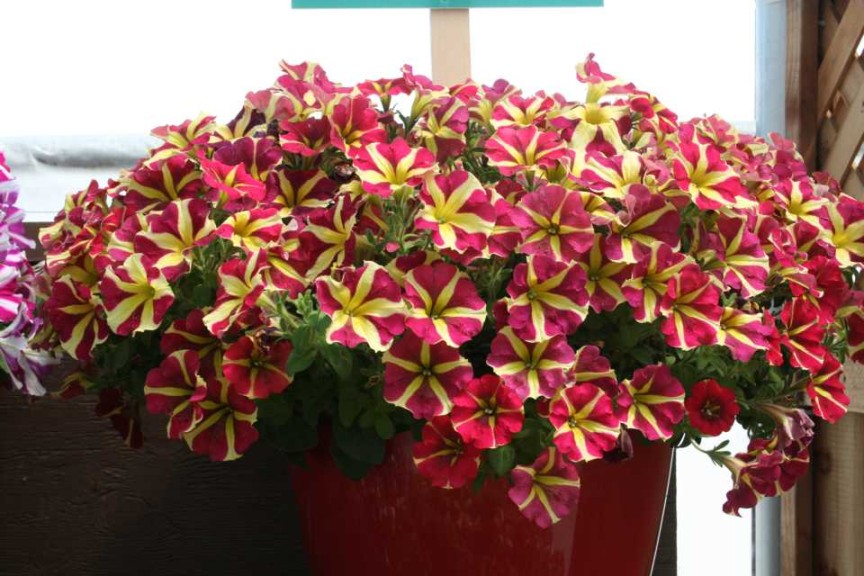 Petunia 'Amore Queen of Hearts' (Danziger)