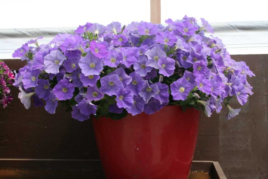 Danziger 2016 New Variety Introductions