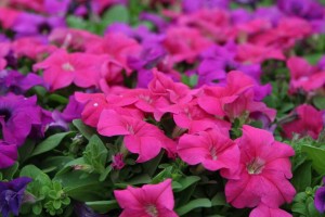 Petunia GP Heather'sMix