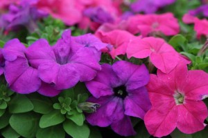 Petunia Limbo GP Heather's Mixture