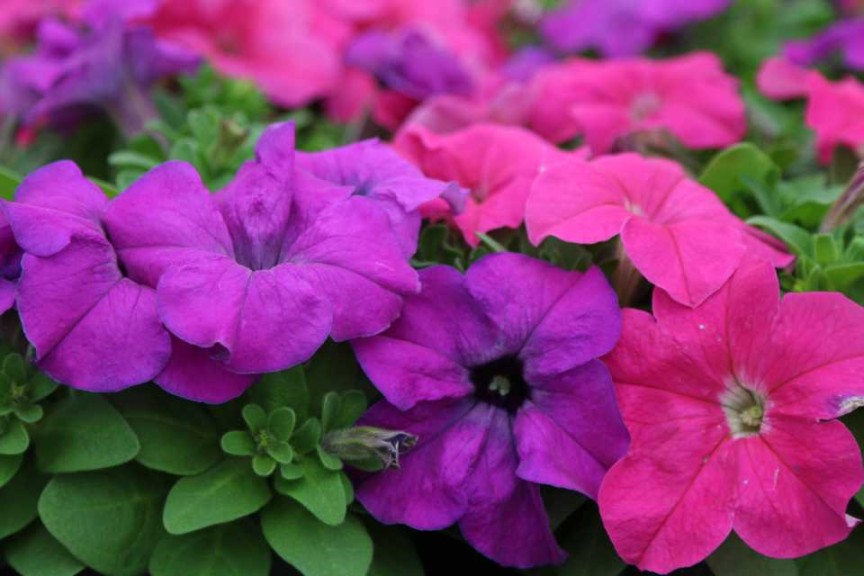 Petunia Limbo GP Heather's Mixture