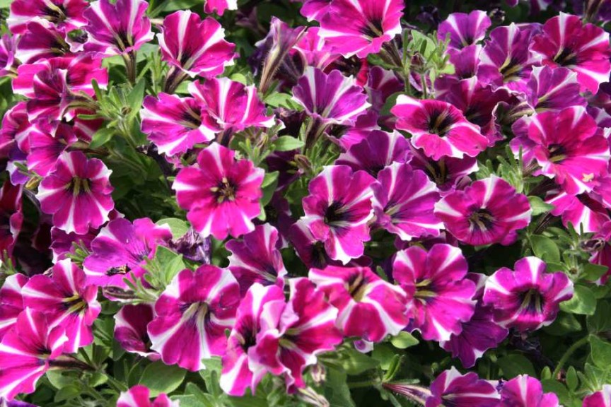 Danziger 2016 New Variety Introductions