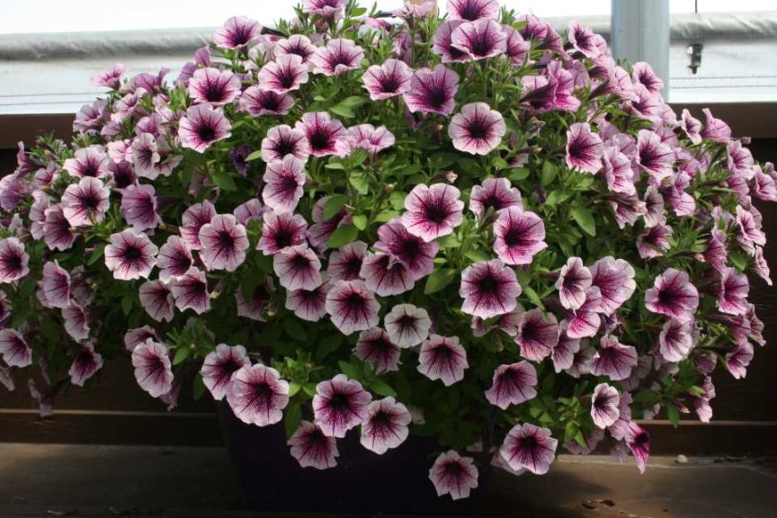 Danziger 2016 New Variety Introductions
